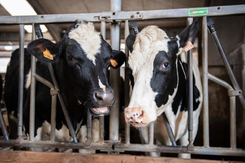New plan to boost resilience and prosperity of livestock farming