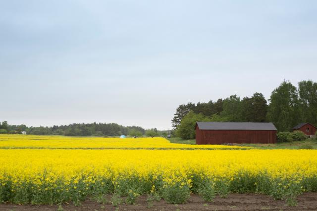 EESC proposes concrete recommendations for building a resilient and sustainable food system for the future