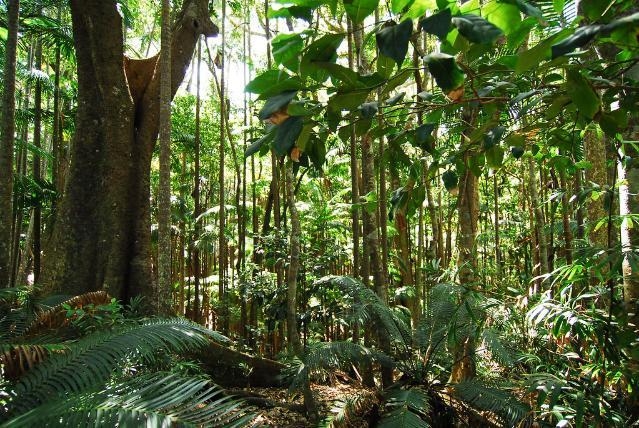Tropical forest degradation worse than previously thought, study finds