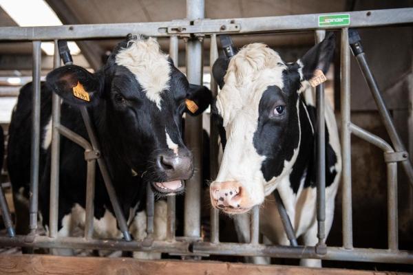 Dairy farm