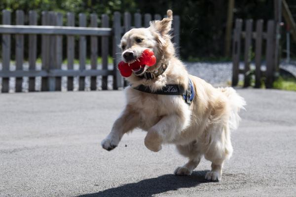 Wheelchair user with service dog