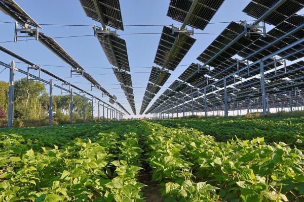 Solar panels over agriculture crops