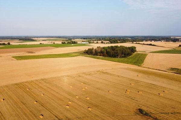 A harvested field with straw bales that will be used as food for the animals during the winter
