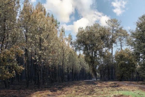 General view of the burnt forest in the department of Gironde
