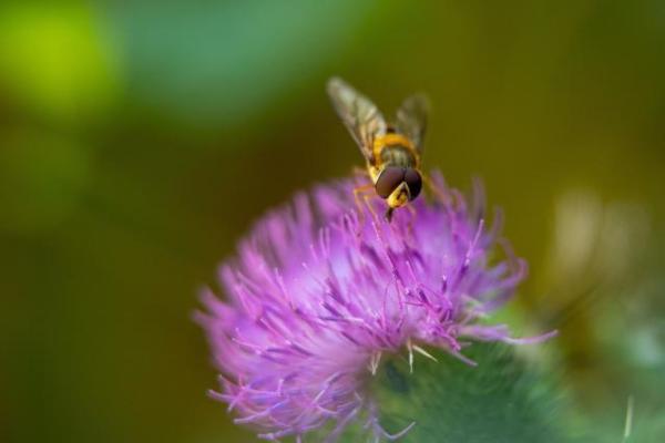 Bee foraging a flower