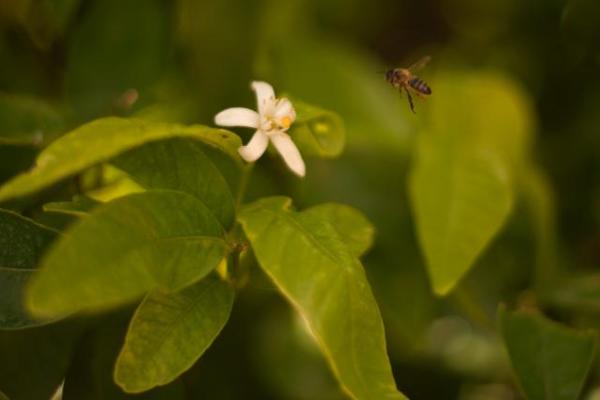 A bee settled in the flower of a tree where CEBAS-CSIC in the University of Murcia is developing the project SIRRIMED