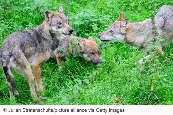 European wolves