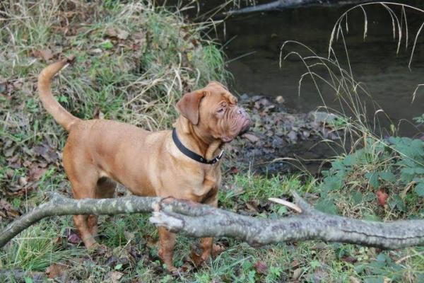 brown dog standing on river bank