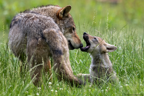 European grey wolf pup with mom playing in the grass