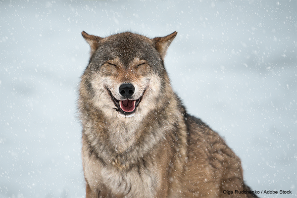 Close-up portrait of a European wolf in the snow. Predator with closed eyes in a relaxed state. Winter day. Meditation.