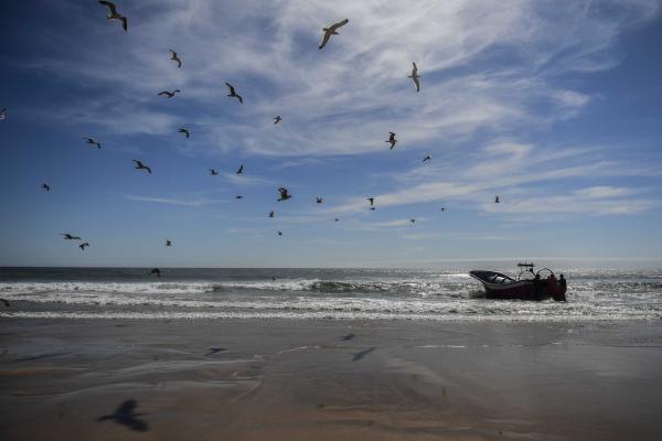 Seabirds flying over beach with trawler in Portugal